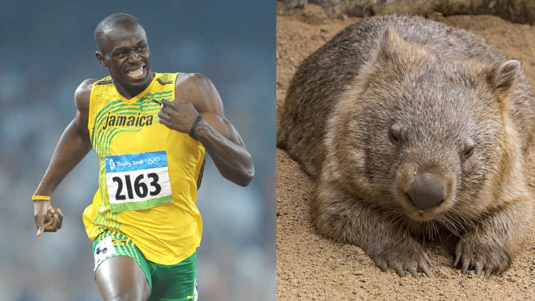 Jak szybko biega człowiek? Odkryj prędkości biegaczy i rekordy